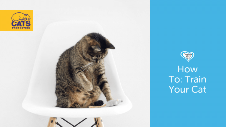 How To Train Your Cat To Sit, Roll Over and More!