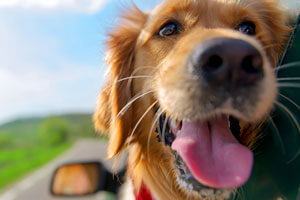 Which UK Holiday Destinations Are Dog-Friendly?