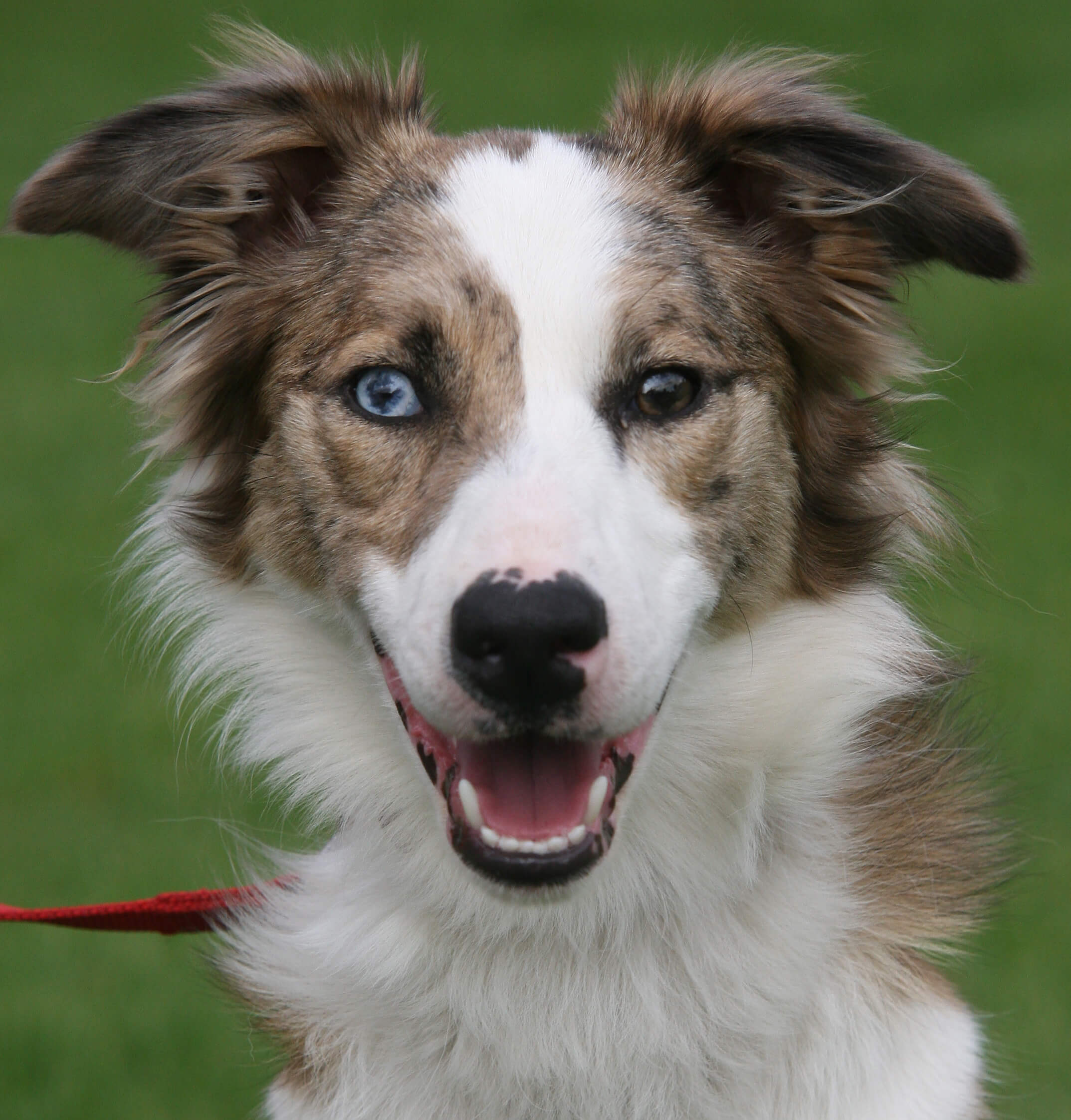 border collie trust rugeley