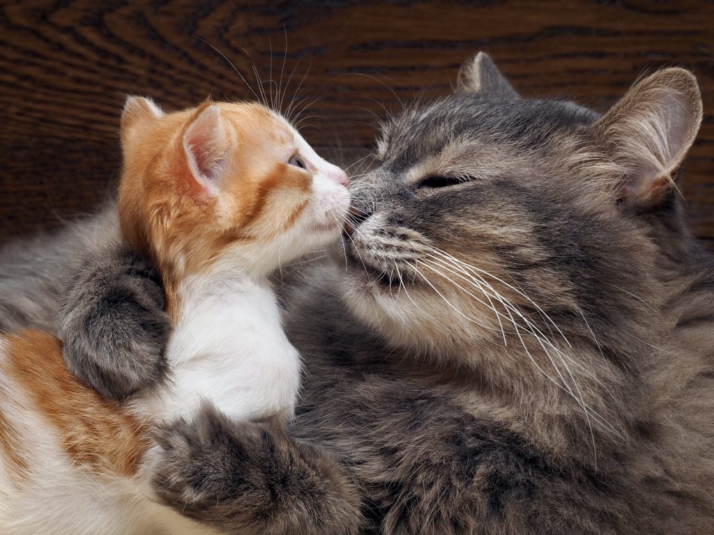 Mother cat licks the face of kitten.