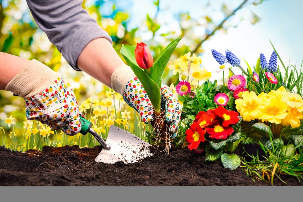 Image of someone planting flowers in a garden