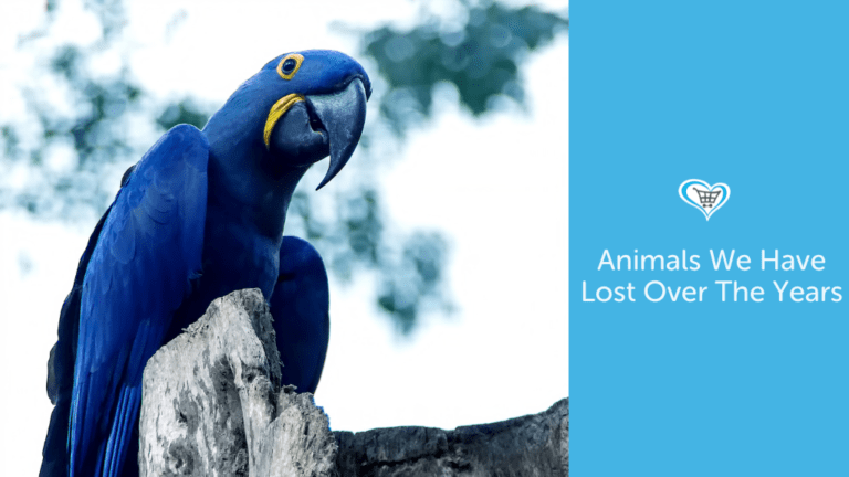 The Animal Species We Have Lost