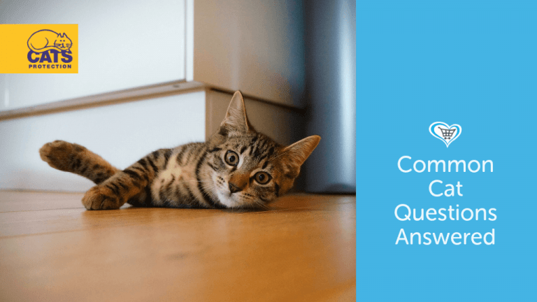 Common Cat Questions Answered