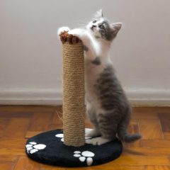A grey kitten stretches against a scratch post