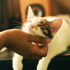 A sleepy cat having its chin tickled