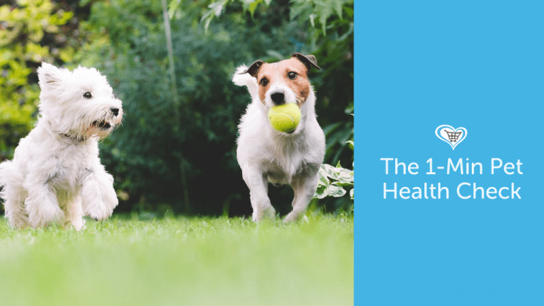 Keeping Your Pet Healthy