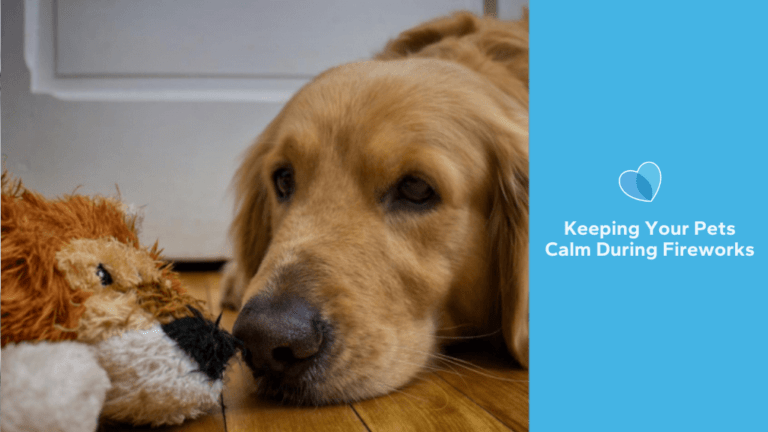 Keeping Your Pets Calm During Fireworks