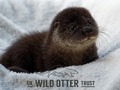 Uk Wild Otter Trust