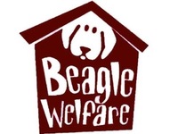 Beagle Welfare