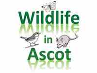 Wildlife In Ascot