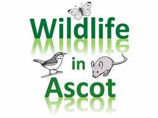 Wildlife In Ascot