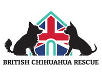 British Chihuahua Rescue
