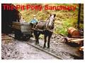 The Pit Pony Sanctuary - Fforest Uchaf Horse and Pony Centre